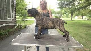 Cane Corso A Day in the Life