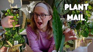 my last plant unboxing of the year (& it's a good one )