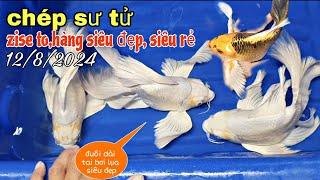 SƯ TỬ SUPER SHORT ZISE LỚN SIÊU ĐẸP, SIÊU RẺ.