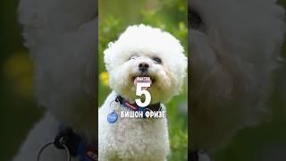 5 фактов о породе – Бишон фризе #shorts #бишонфризе #собаки