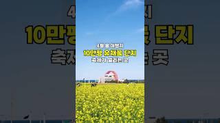 10만평 이상의 유채꽃과 바다가 있는 4월여행지, 지금 예쁘게 피었습니다 #유채꽃축제 #유채꽃 #포항유채꽃 #포항호미곶 #호미곶유채꽃 #포항호미곶유채꽃