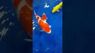 KOI IMPORT GRAND CHAMPION 2023-DEALER NATSUKOI CENTER JAKARTA HUB WHATSAPP ONLY 0895326061666