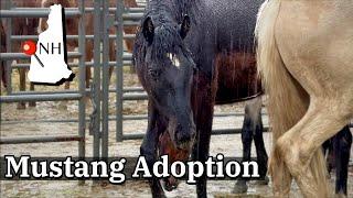 FIRST LOOK  WALKING THROUGH THE MUSTANG PENS!️