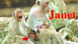 Janet monkey is wrong ? Janet monkey update , Janet monkey today