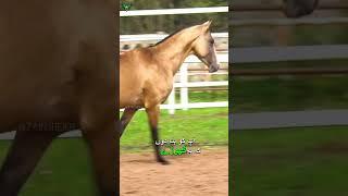 Glistening Gold: The Rare Beauty of Akhal-Teke Horses! #animals