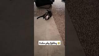 sisters play fighting #cats #sisters 🩵  #catfight
