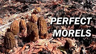 Beautiful Morel Mushrooms Thriving with Western Red Cedar Trees