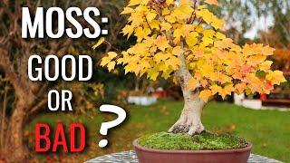 Moss and Bonsai Tree Health  |  Moss does THAT to your bonsai?