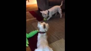 Westie play