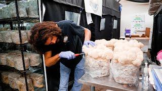 Lion's Mane Mushroom Harvest | Southwest Mushrooms