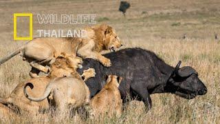 สิงโตคือราชาแห่งสัตว์ป่าตัวจริง นักล่าที่อันตรายที่สุดในโลก |สารคดีสัตว์ WILDLIFE