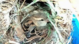 Nesting, hatching and full growth of sparrows