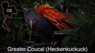 Thailand - Greater Coucal Heckenkuckuck