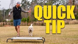 A snappy heeling and "place" drill | Duck Dogs