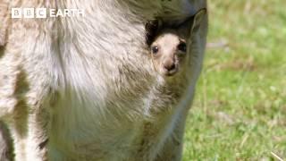 Spend Time With Kangaroos And Their Babies | Animal ASMR | BBC Earth