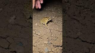 Funny catch frogs #frog #funny #funnyanimal #fun #animals #funnyfrog #wildlife #funnyvideo #shorts