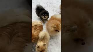 Group of Playful Dogs #shorts