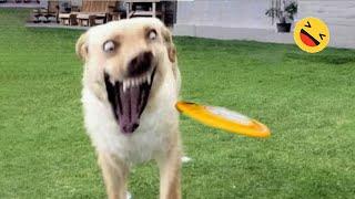 Funniest Dogs And Cats Videos  - Best Funny Animals Videos 2023 #6