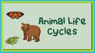 Animal Life Cycles