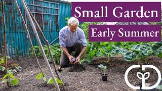 Small Garden new plantings and strawberry harvests