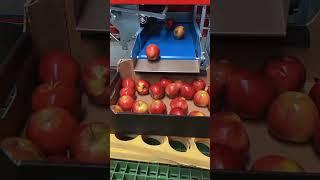 SORTER. Тестовые запуски сортировочной линии для яблок  #садоводство #сортировка #яблоки #sorter