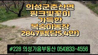 #228 의성가음부동산 하천옆 들판 복숭아밭 9년생 관리상태^ 수확황금기 주택(거주중) 창고 4m도로접 큰차진입 전기인입 합1.55억 (당5.4만) 귀농강추 #의성복숭아밭#귀농귀촌