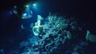 Deep Ocean Narrated by David Attenborough | National Geographic Documentary