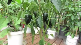 Great Container Peppers:The 'Poblano' Pepper is Outstanding! - The Rusted Vegetable Garden