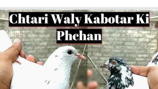 Low Flyer Kabootar Ki Phchan | Dhilyare Pigeons