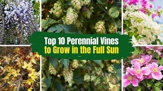 Top 10 Perennial Vines to Grow in the Full Sun ️ 