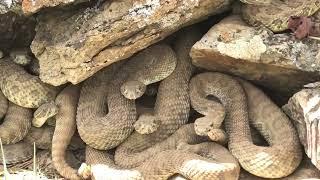 Prairie Rattlesnakes at a Mega-den in Colorado