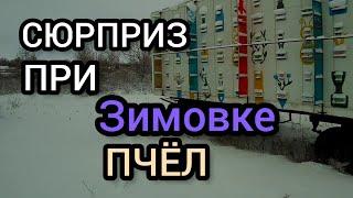 Такое поведение пчёл во время зимовки я встречаю первый раз.