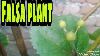 How to Grow Falsa plant at Home step by step Guide| How to care Falsa plant| Grow Falsa  Become Rich