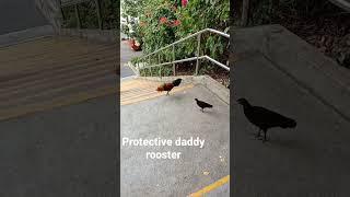 rooster & chick freedom