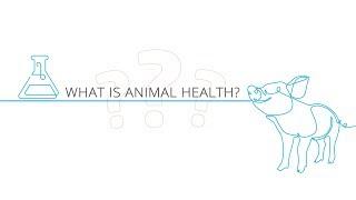 What is Animal Health?