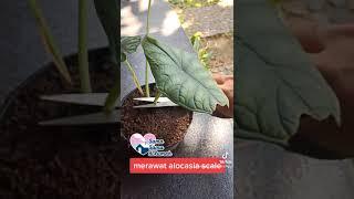 MERAWAT ALOCASIA SCALE | MERAWAT TANAMAN HIAS ALOCASIA SILVER DRAGON #SHORTS