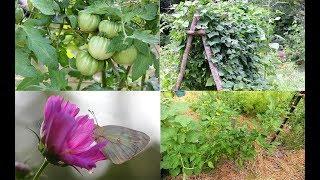 July Garden Tour-Tomatoes-Peppers-Watermelons-Cosmos-Eggplants-And More