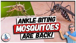 L.A. Invasion Story: Super Ankle-Biting Mosquitos!