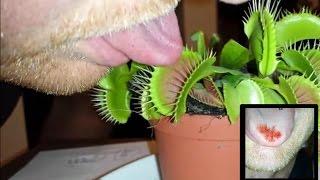 MY BEST FLY TRAP EATS MY TOUNGE AND DRAWS BLOOD!! GROSS!!