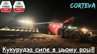 Кукурудза радує врожаєм‼️ Збираємо гібриди Р8307 і Р8754 від Pioneer