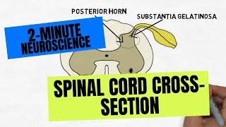 2-Minute Neuroscience: Spinal Cord Cross-section