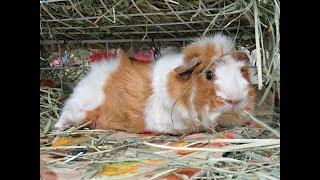 Want Guinea Pigs? Essentials & Supplies