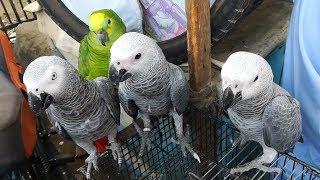 Sunday Lalukhet Bird Market Karachi Pakistan  - Latest Updates