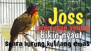 suara burung kutilang emas