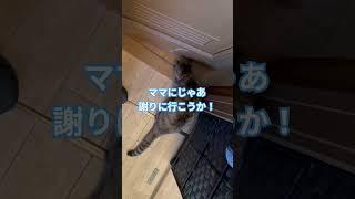 ママにおこられたの〜ももちゃん最新バージョン〜#cat #猫 #shorts