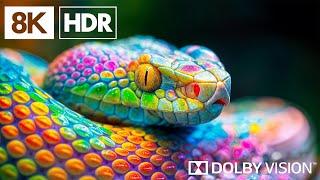 The Wild Animal Life in 8K HDR | Dolby Vision™