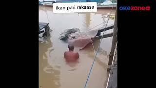 Viral! Ikan Pari Raksasa Langka Ditangkap Warga di Sungai Mahakam