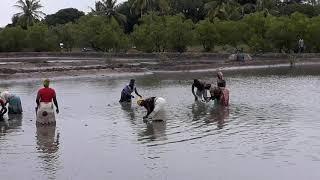 Milk fish harvested in Mtwara Tanzania 0713 01 21 17