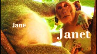 janet monkey got comfort Milk from Jane monkey mother