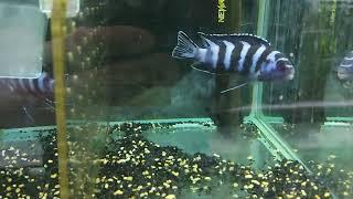 Pseudotropheus demasoni...9-10cm...特藍斑馬(淺水岩棲)